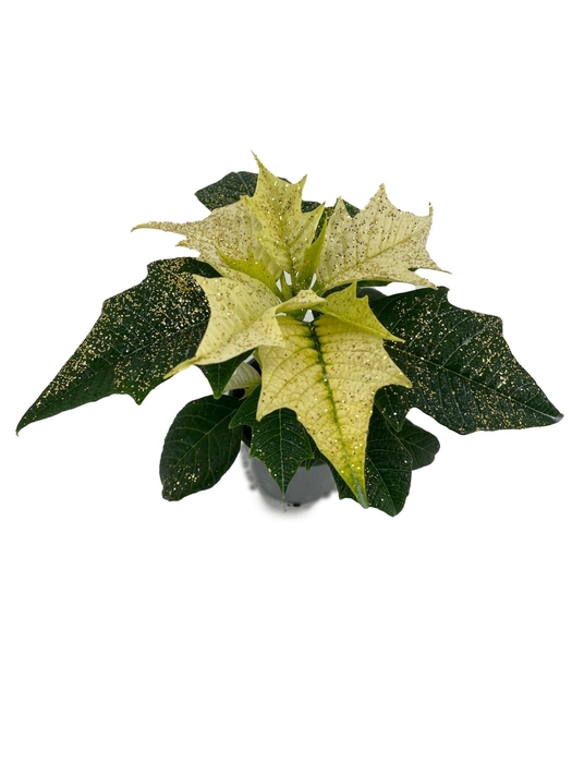 <h4>Euphorbia Alaska met glitters goud</h4>