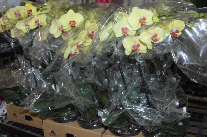 <h4>PHAL. 8/10 FLS P15 AMARELO MIN 8 FLS</h4>