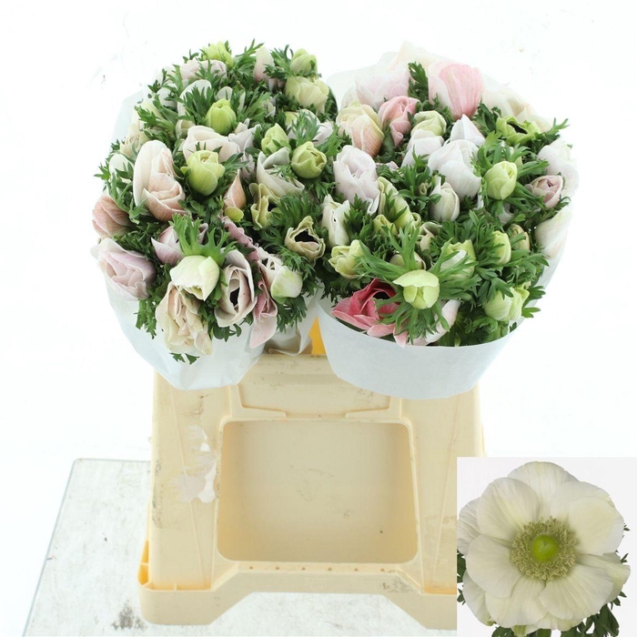 <h4>ANEM CO MIS + WHITE</h4>