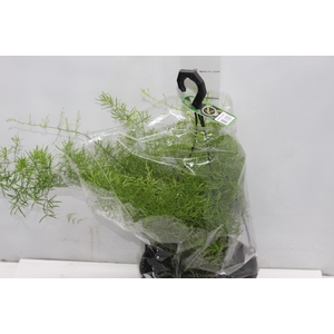 ASPARGO ALFINETE C21