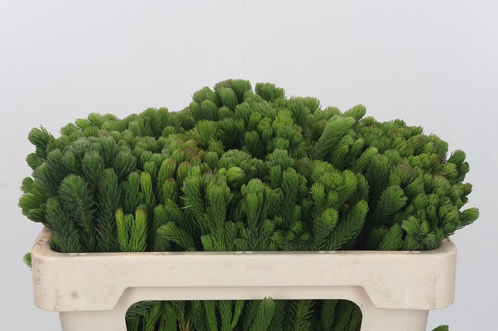 <h4>Kaaps Groen Albigreen</h4>