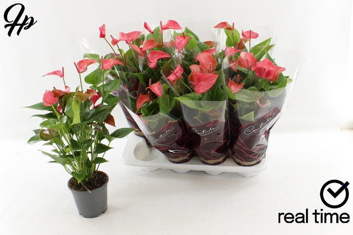 <h4>ANTHU FL ROMANTICO</h4>