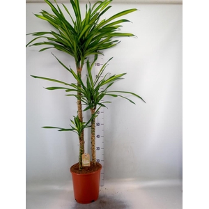Dracaena frag. 'Riki'