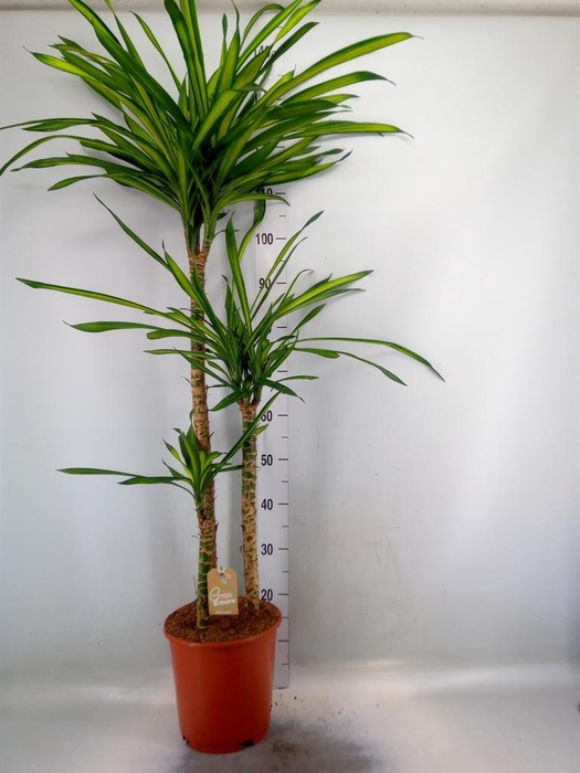 <h4>Dracaena frag. 'Riki'</h4>