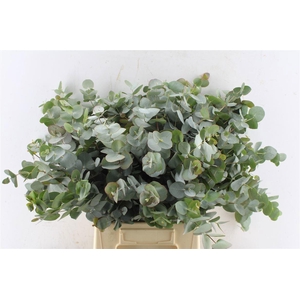 EUC CINEREA PER BOS
