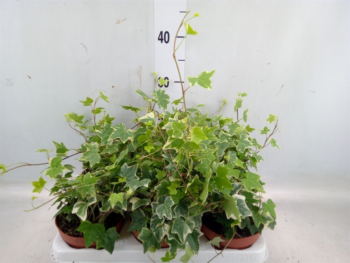 <h4>Hedera helix 'Eva'</h4>