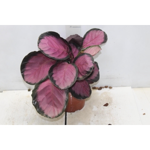CALATHEA ROSEA PICTA CRIMSON P17