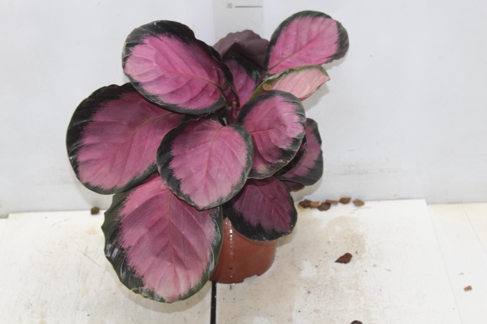 <h4>CALATHEA ROSEA PICTA CRIMSON P17</h4>