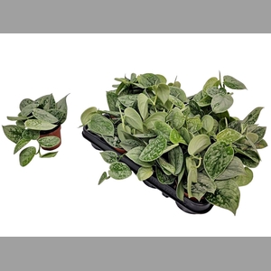 SCIND PICT SILVE ANN