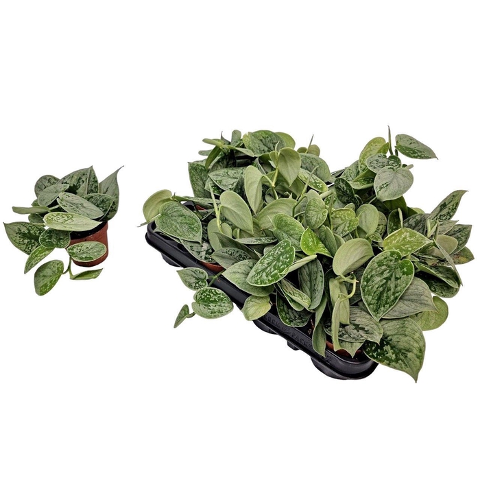 <h4>SCIND PICT SILVE ANN</h4>