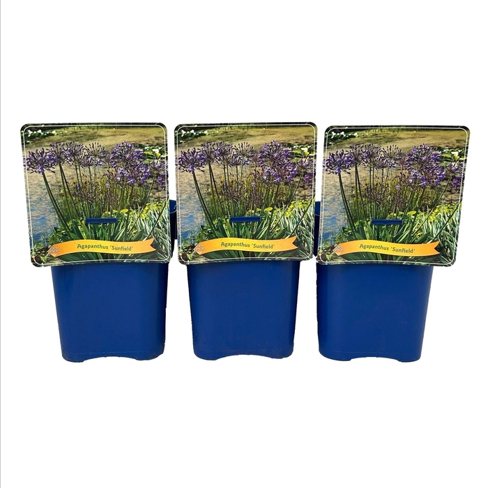 <h4>Agapanthus</h4>