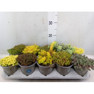 Sedum   ...mix