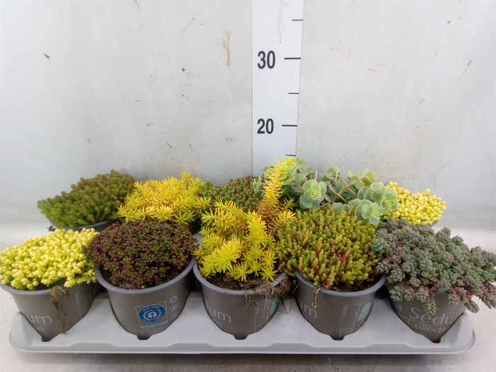 <h4>Sedum   ...mix</h4>