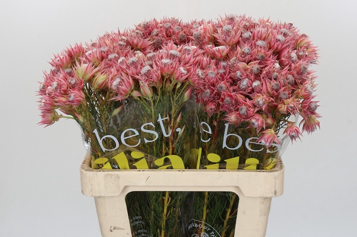 <h4>Blushing Bride Pink 2/5 Flowers</h4>