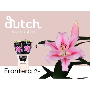 Li Or Frontera 2+ Lily Master
