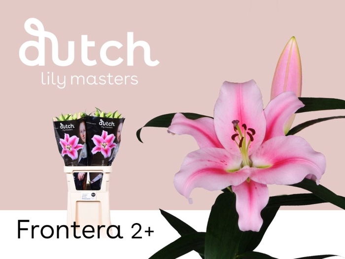 <h4>Li Or Frontera 2+ Lily Master</h4>