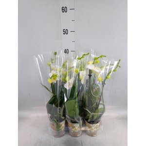 Phalaenopsis multi.   ...white