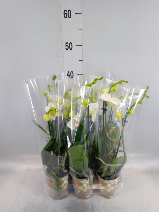 <h4>Phalaenopsis multi. ...white</h4>