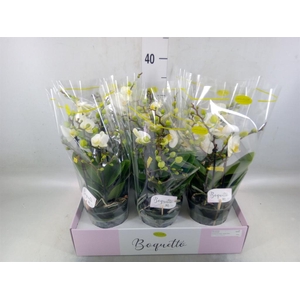 Phalaenopsis multi.   ...white
