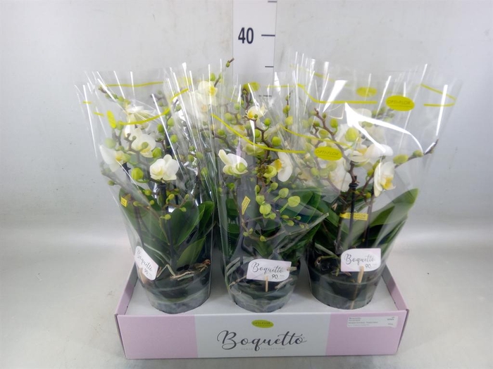 <h4>Phalaenopsis multi.   ...white</h4>