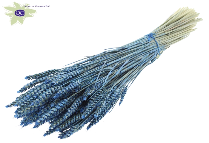 Triticum per bunch Pearl Blue