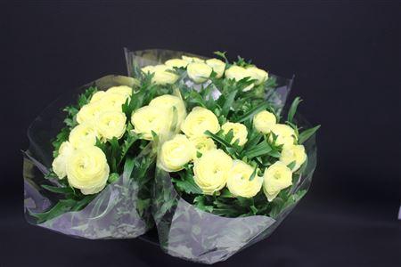 <h4>Ran Moderna Cometa</h4>