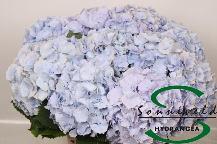 <h4>HYDR M CH VERENA BL</h4>