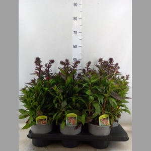 Lobelia speciosa 'Starship Scarlet'