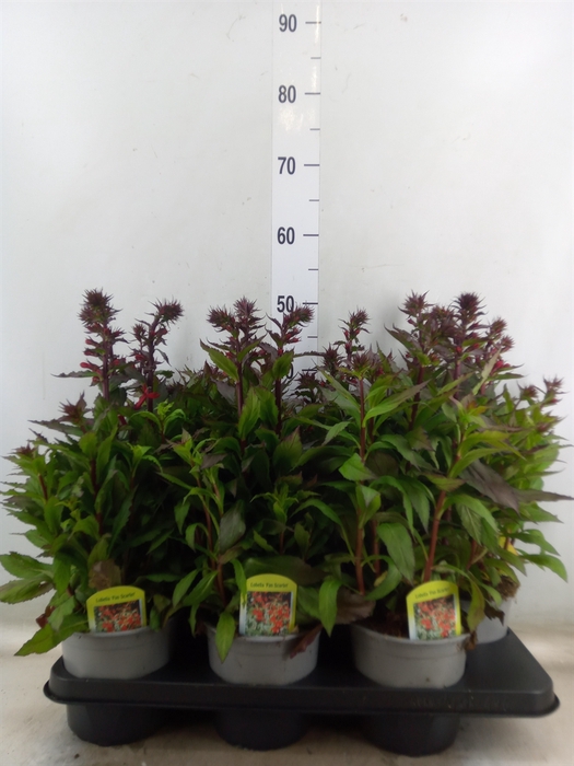 <h4>Lobelia speciosa 'Starship Scarlet'</h4>
