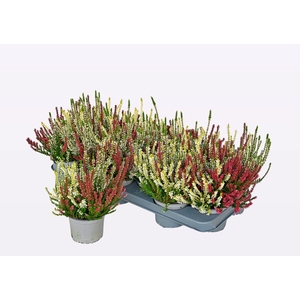 CALLU WIBOS TRIO