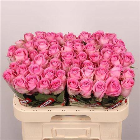 <h4>R Gr Revival</h4>