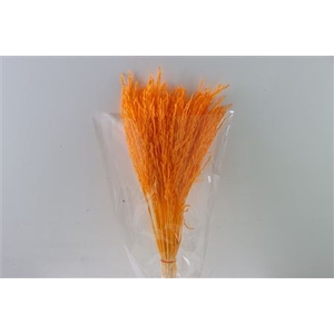 Dried Rice Grass Orange Bunch Slv