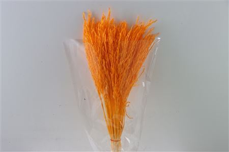 <h4>Dried Rice Grass Orange Bunch Slv</h4>
