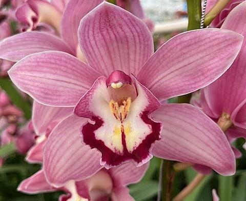 <h4>Cymb T Martine</h4>