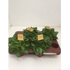 Peperomia pros. 'Pixie'