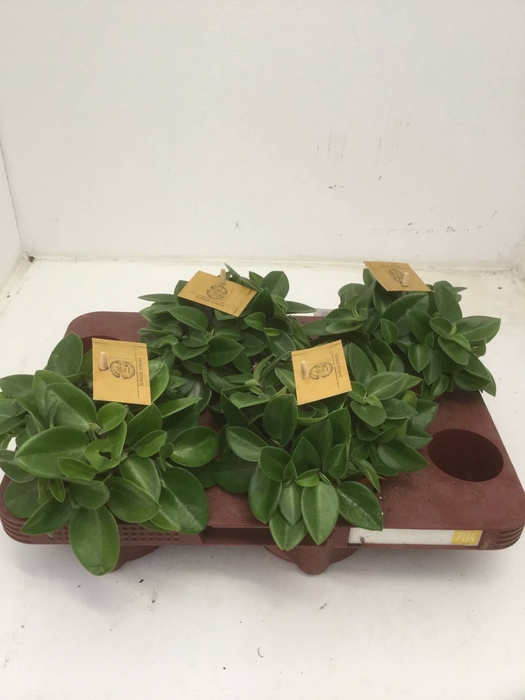 Peperomia pros. 'Pixie'