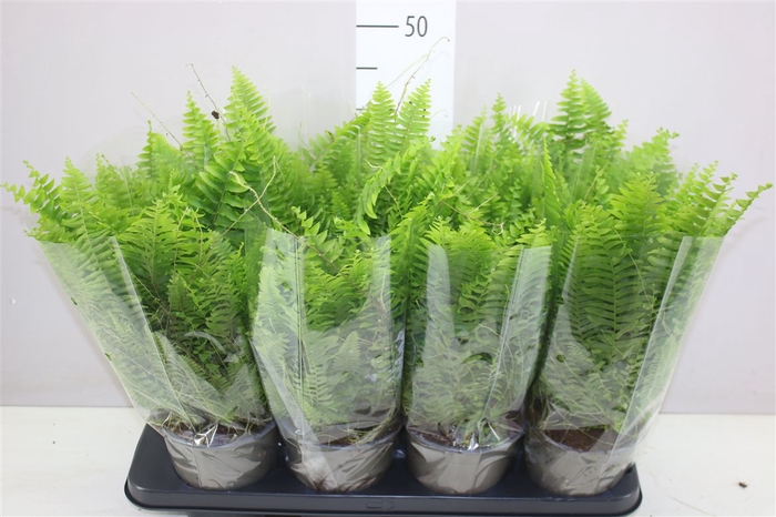 <h4>Nephrolepis Green Moment</h4>