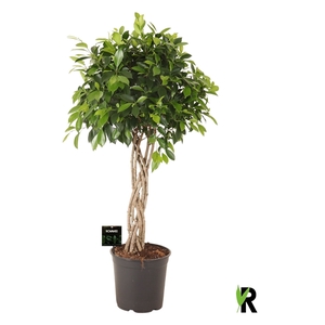 Ficus micr. Nitida flat braid