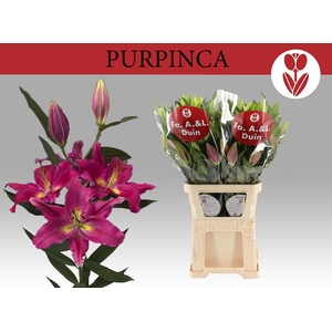 LI OR PURPINCA