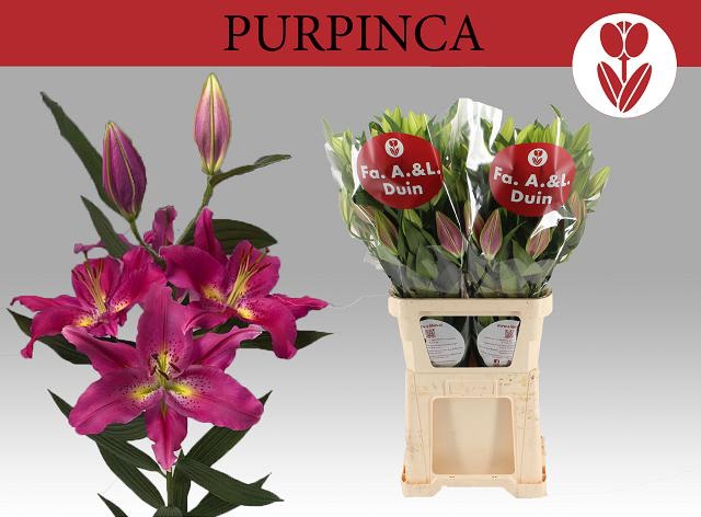 <h4>LI OR PURPINCA</h4>