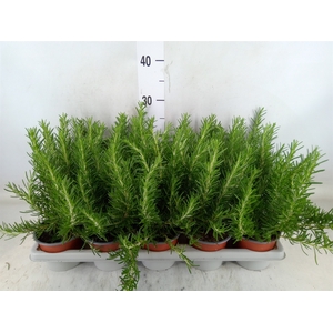Rosmarinus officinalis 'Prostratus'