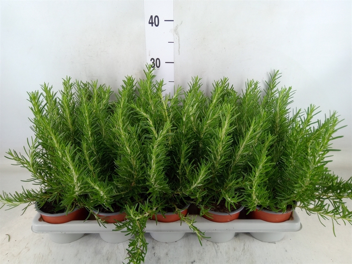 <h4>Rosmarinus officinalis 'Prostratus'</h4>
