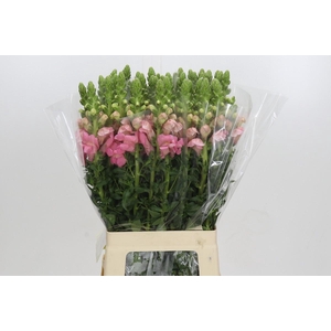 Antirrhinum Potomac Light Pink