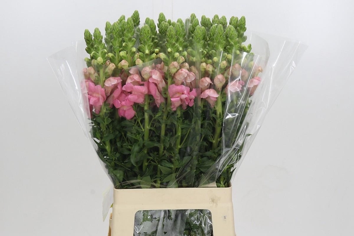 <h4>Antirrhinum Potomac Light Pink</h4>