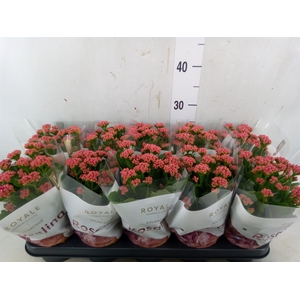 Kalanchoe blos. 'RosDon Victorio'