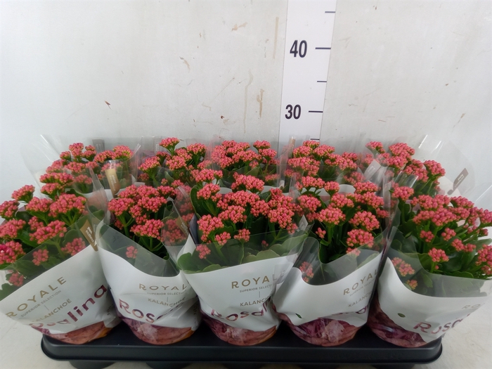 <h4>Kalanchoe blos. 'RosDon Victorio'</h4>