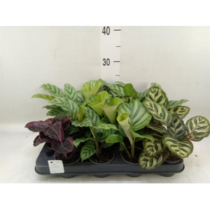 Calathea   ...mix