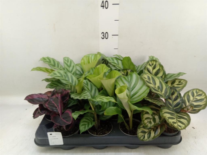 <h4>Calathea   ...mix</h4>