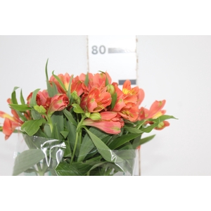 ALSTROEMERIA TROPICANA 080 CM