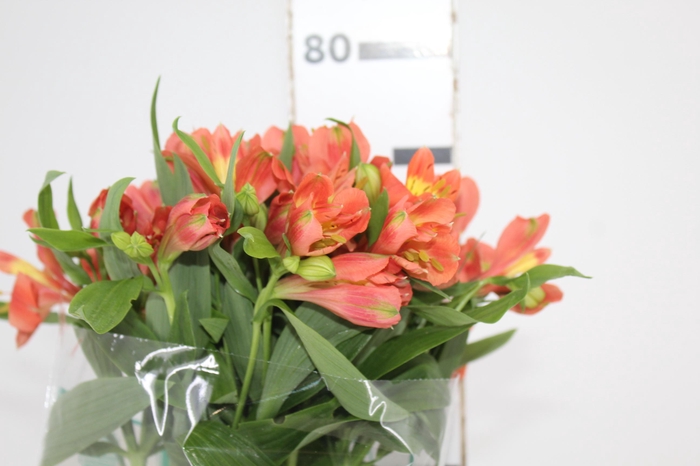 <h4>ALSTROEMERIA TROPICANA 080 CM</h4>